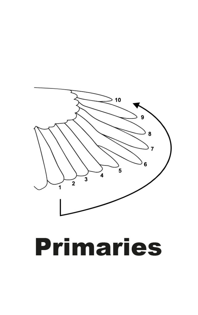 Accipitrifromes Primaries Molt-01_MAJ