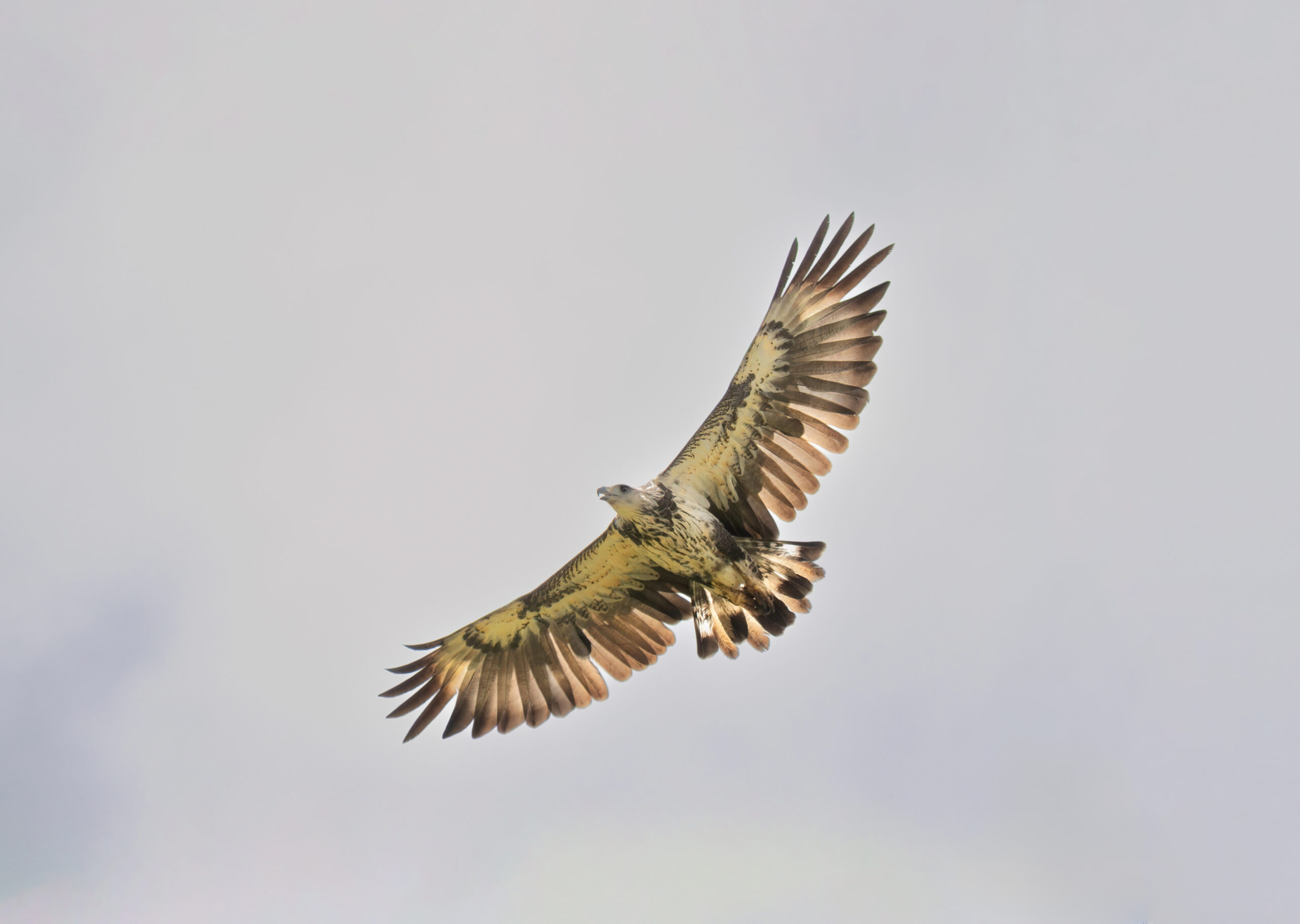 Crowned Hawk_MAJ