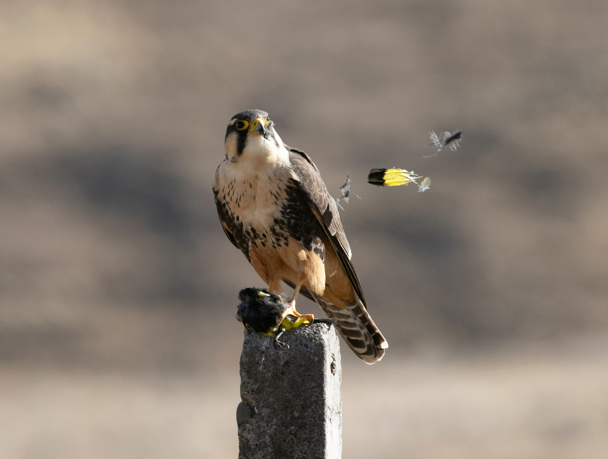 Aplomado Falcon_MAJ